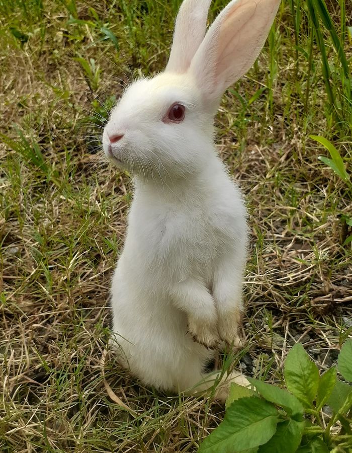 White rabbit outdoors