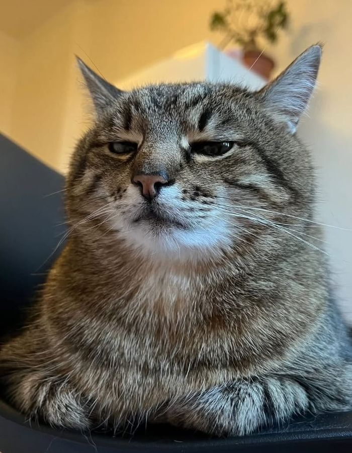 Tabby cat