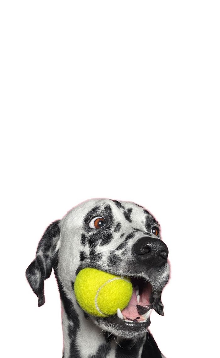 Dalmatian ready to play