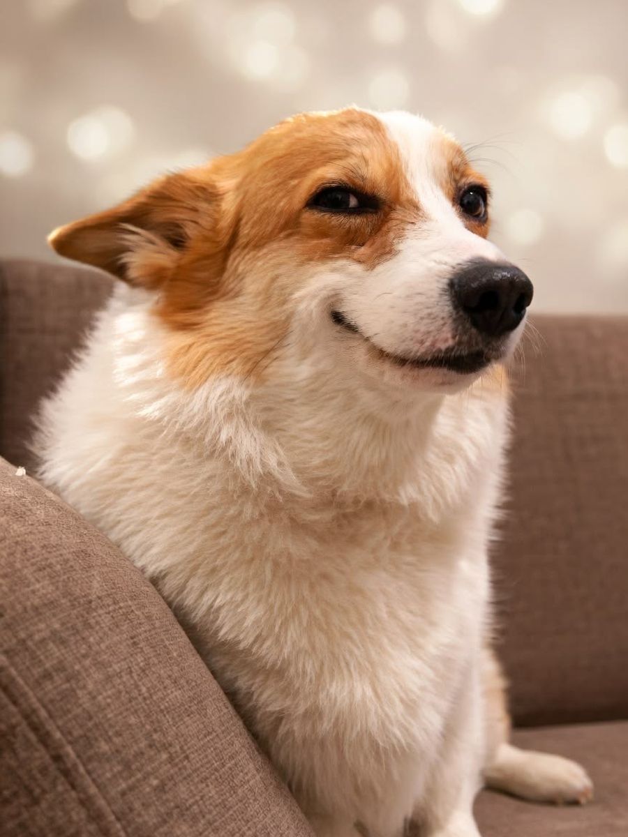Corgi relaxing after grooming